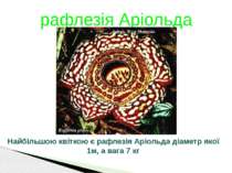 рафлезія Аріольда Найбільшою квіткою є рафлезія Аріольда діаметр якої 1м, а в...