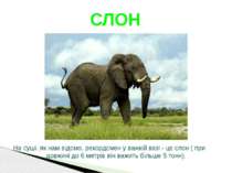 На суші, як нам відомо, рекордсмен у важкій вазі - це слон ( при довжині до 6...