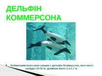 Найменшим морським савцем є дельфін Коммерсона, вага якого складає 23-32 кг, ...