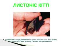 Найменшим савцем, який живе на суші є листоніс Кітті. Його розмір складає 29-...