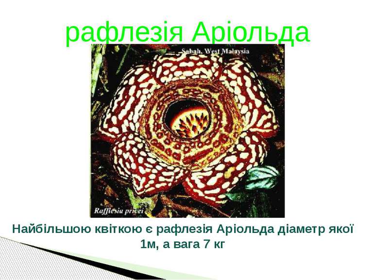 рафлезія Аріольда Найбільшою квіткою є рафлезія Аріольда діаметр якої 1м, а в...