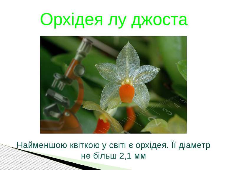 Орхідея лу джоста Найменшою квіткою у світі є орхідея. Її діаметр не більш 2,...
