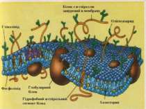 Холестерин Білок з α-спіраллю занурений в мембрану Гліколіпід Фосфоліпід Глоб...