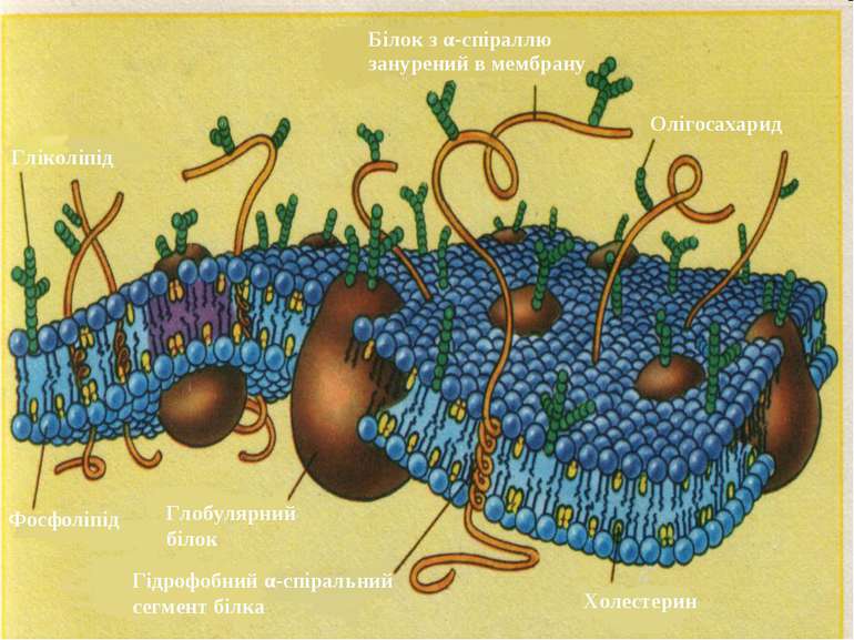 Холестерин Білок з α-спіраллю занурений в мембрану Гліколіпід Фосфоліпід Глоб...