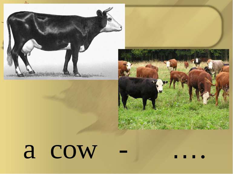 a cow - ….