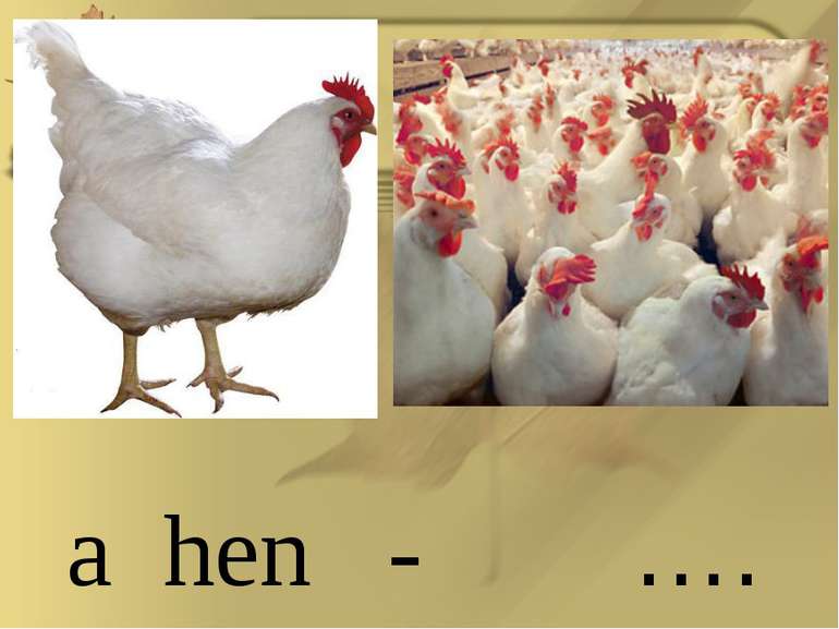 a hen - ….