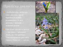 Проліска дволиста -Scilla bifolia небесно-сині зірочки, від їх чарівності важ...