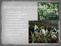 Підсніжник білосніжний - Galanthus nivalis, найбільш поширений на Мурафських ...