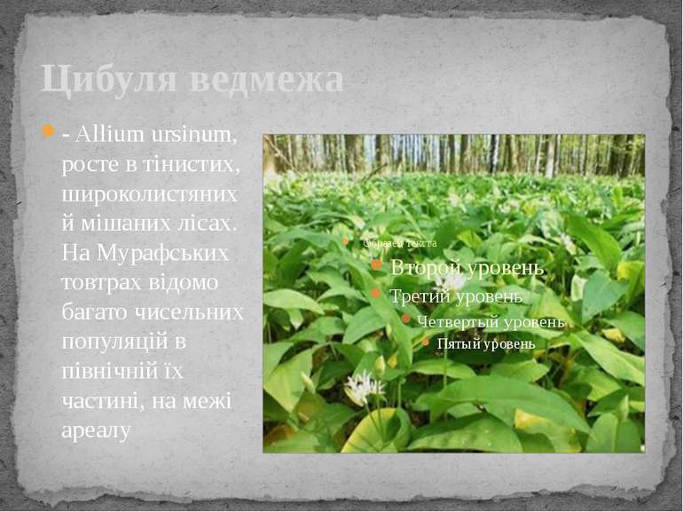 Цибуля ведмежа - Allium ursinum, росте в тiнистих, широколистяних й мiшаних л...