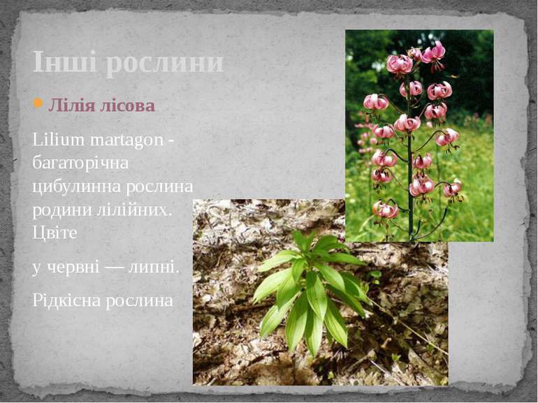 Інші рослини Лілія лісова Lilium martagon - багаторічна цибулинна рослина род...
