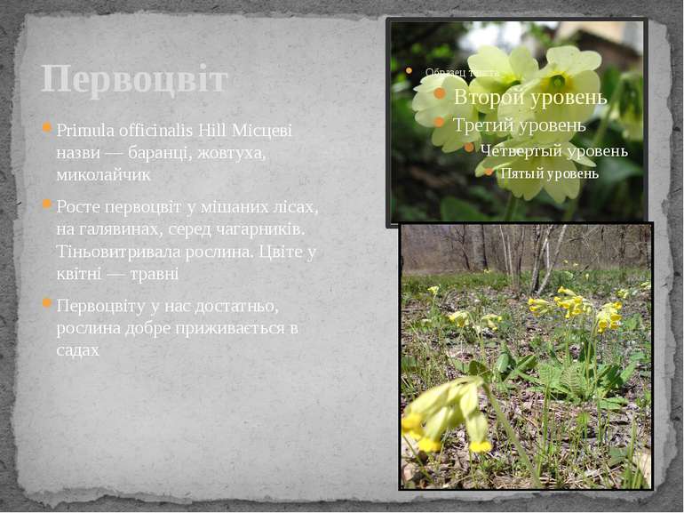 Первоцвіт Primula officinalis Hill Місцеві назви — баранці, жовтуха, миколайч...