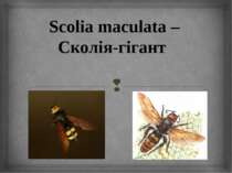 Scolia maculata – Сколія-гігант
