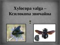 Xylocopa valga – Ксилокопа звичайна