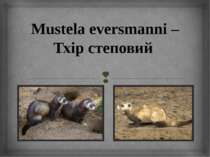 Mustela eversmanni – Тхір степовий