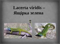 Lacerta viridis – Ящірка зелена