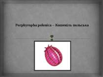 Porphyropha polonica – Кошеніль польська
