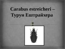 Carabus estreicheri – Турун Ештрайхера