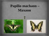 Papilio machaon – Махаон