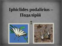 Iphiclides podalirius – Подалірій