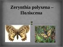 Zerynthia polyxena – Поліксена