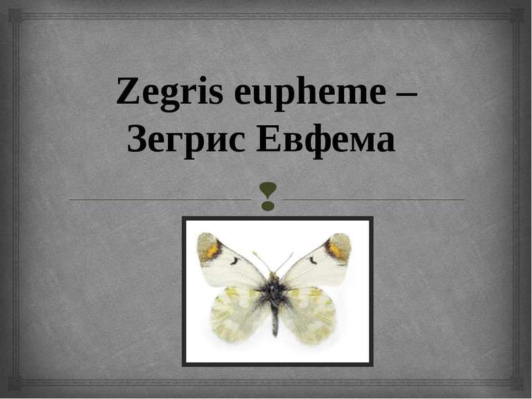Zegris eupheme – Зегрис Евфема