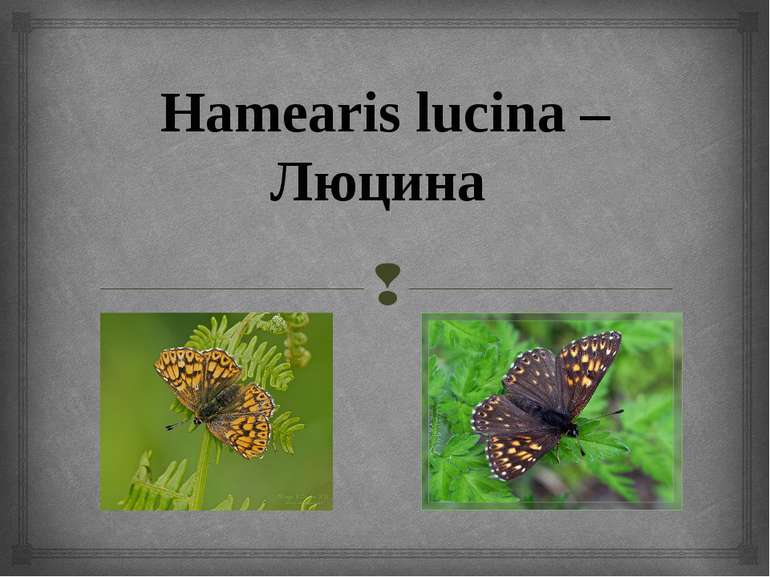 Hamearis lucina – Люцина