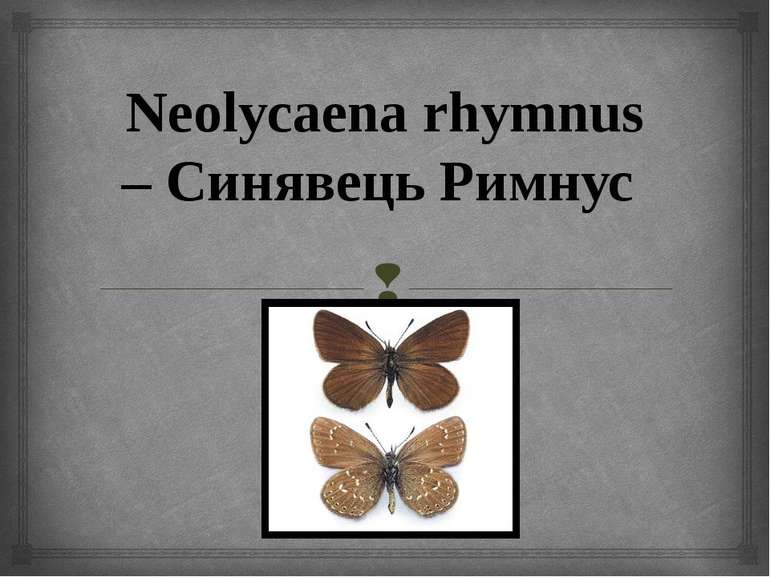 Neolycaena rhymnus – Синявець Римнус