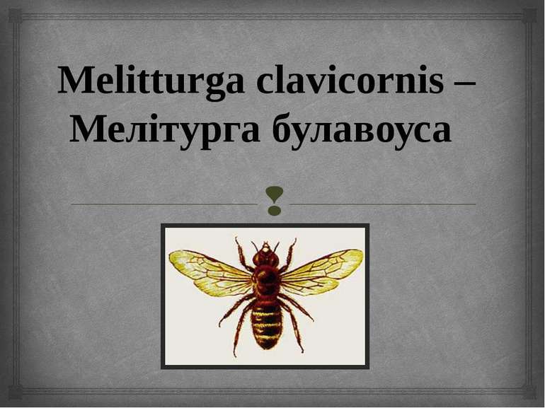 Melitturga clavicornis – Мелітурга булавоуса