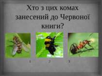 Хто з цих комах занесений до Червоної книги? 1 2 3