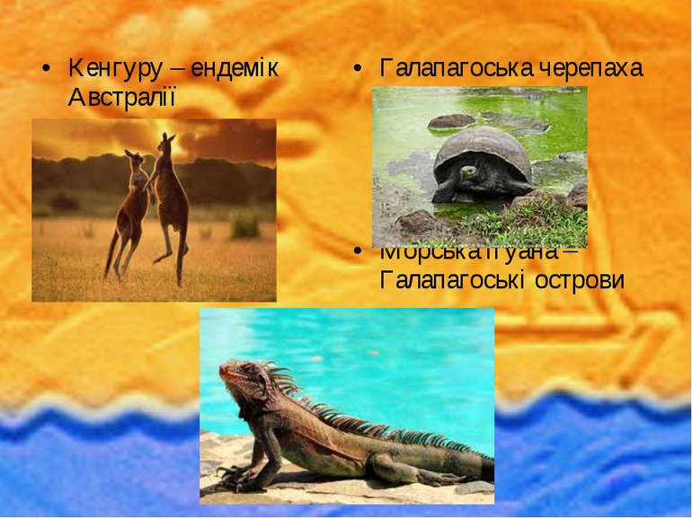 Кенгуру – ендемік Австралії Галапагоська черепаха Морська ігуана – Галапагось...