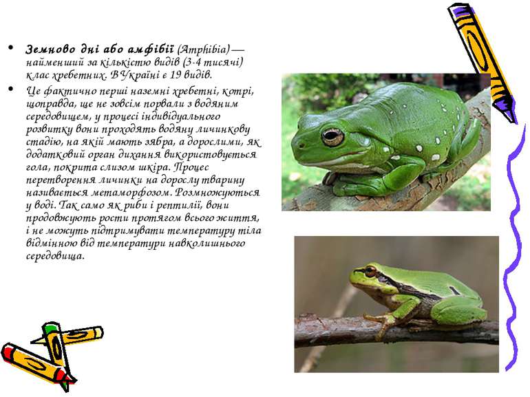 Земново дні або амфібії (Amphibia) — найменший за кількістю видів (3-4 тисячі...