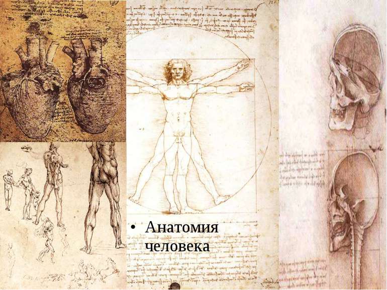 Анатомия человека