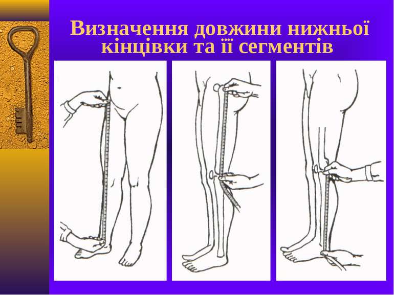 Визначення довжини нижньої кінцівки та її сегментів