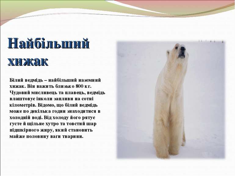 Найбільший хижак Білий ведмідь – найбільший наземний хижак. Він важить близьк...