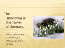 The snowdrop is the flower of January. What colour are snowdrops? Where do th...