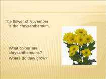 The flower of November is the chrysanthemum. What colour are chrysanthemums? ...