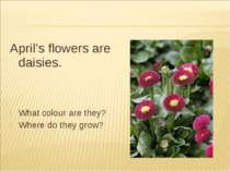 April’s flowers are daisies. What colour are they? Where do they grow?