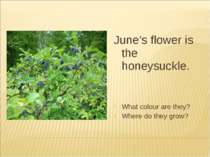 June’s flower is the honeysuckle. What colour are they? Where do they grow?