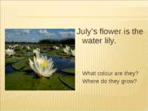 July’s flower is the water lily. What colour are they? Where do they grow?