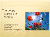 The poppy appears in August. What colour are poppies? Where do they grow?