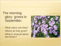 The morning glory grows in September. What colour are they? Where do they gro...