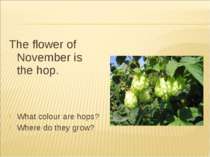 The flower of November is the hop. What colour are hops? Where do they grow?