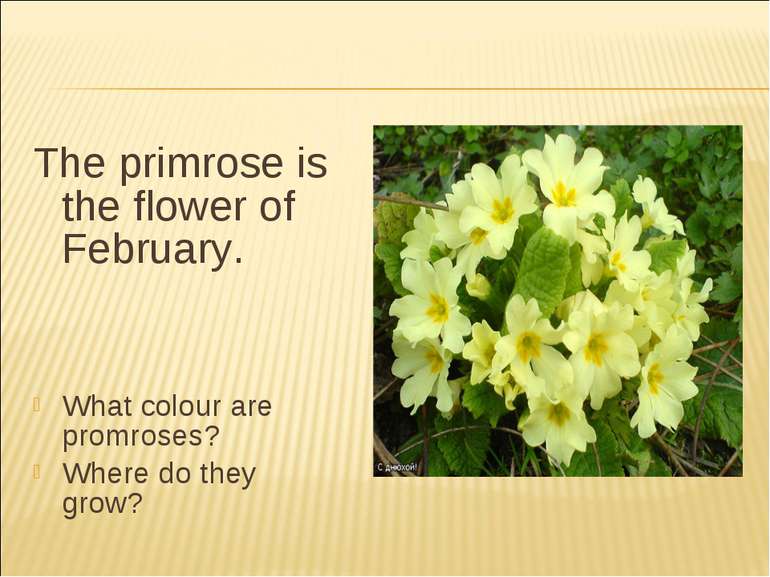 The primrose is the flower of February. What colour are promroses? Where do t...