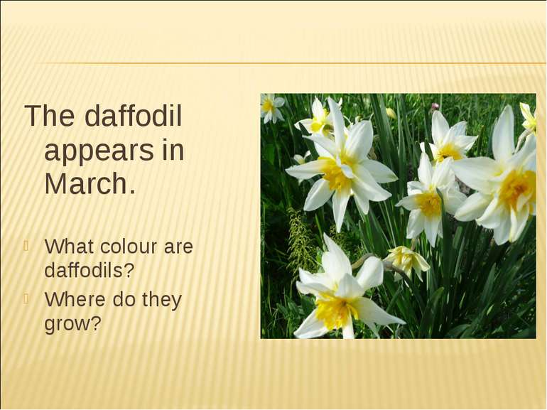 The daffodil appears in March. What colour are daffodils? Where do they grow?