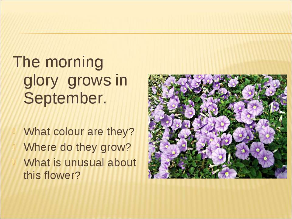 Глори перевод. Morning Glory Flower перевод. What Colour is this Flower переводчик. Morning Glory цветок объяснение по английски. Morning Glory Flower MRI.