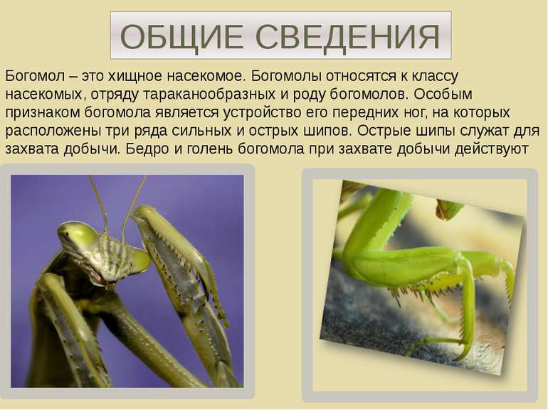 ОБЩИЕ СВЕДЕНИЯ Богомол – это хищное насекомое. Богомолы относятся к классу на...
