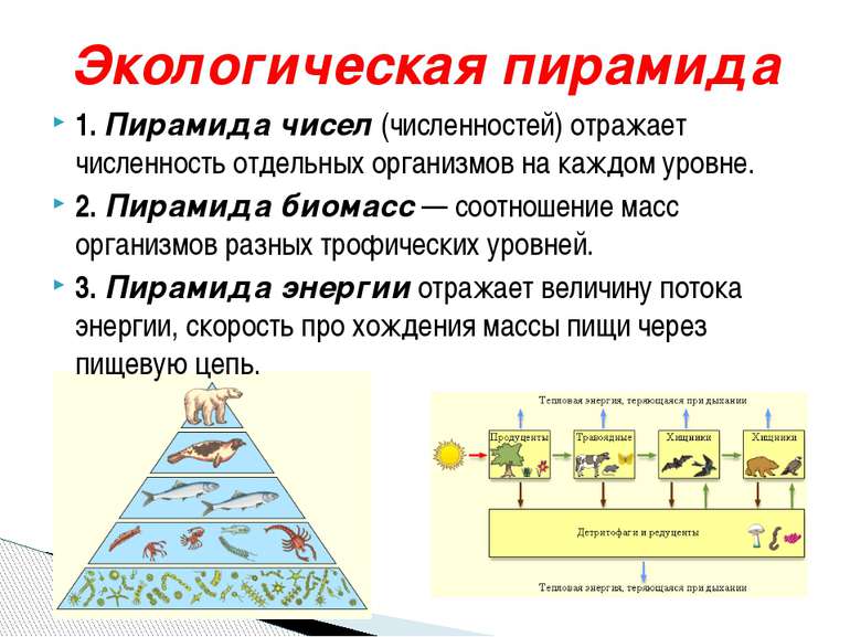 Экологическая пирамида 1. Пирамида чисел (численностей) отражает численность ...