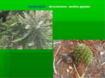 Араукарія - вічнозелене хвойне дерево