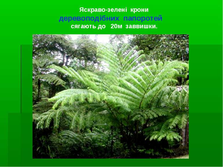Яскраво-зелені крони деревоподібних папоротей сягають до 20м заввишки.
