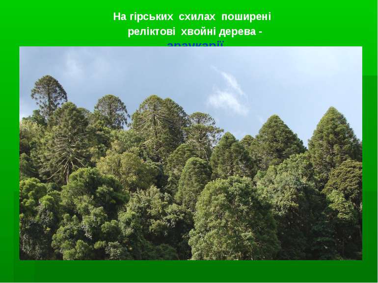 На гірських схилах поширені реліктові хвойні дерева - араукарії